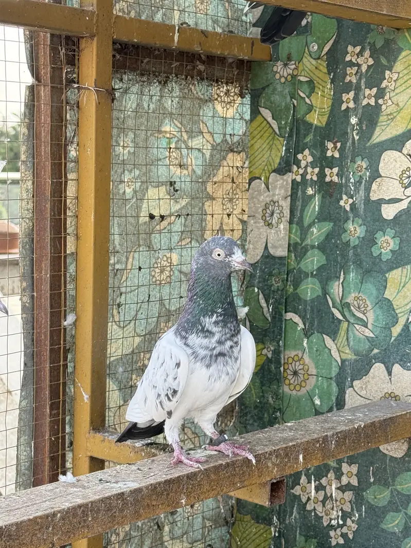 PIGEONS For SALE — photo 11