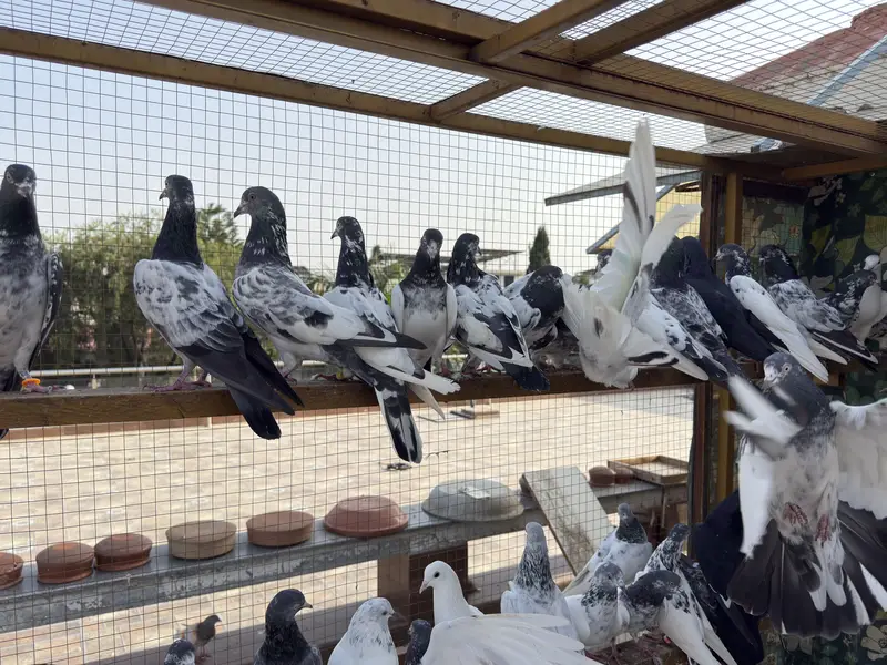 PIGEONS For SALE — photo 12