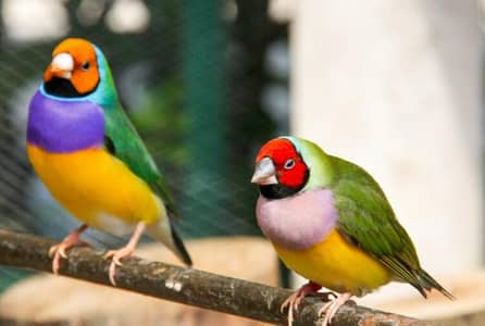 goldian finch breader pair all ok