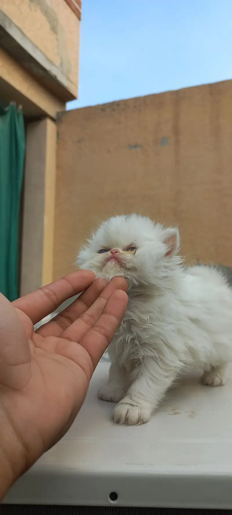 Persian punch face kittens for sale — photo 2