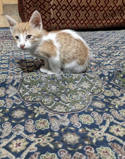 Cat for Adopt!on
