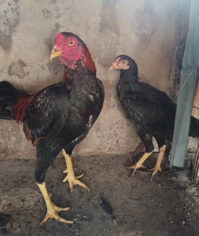 Aseel pair