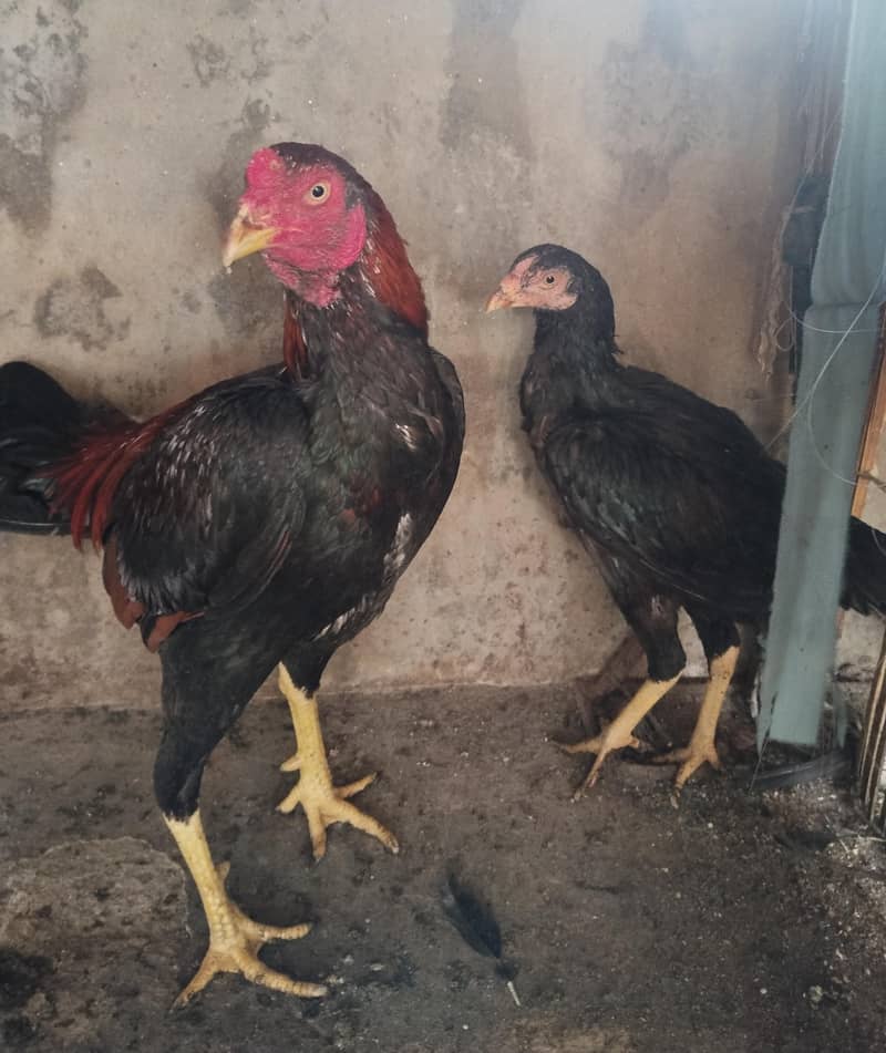 Aseel pair 0