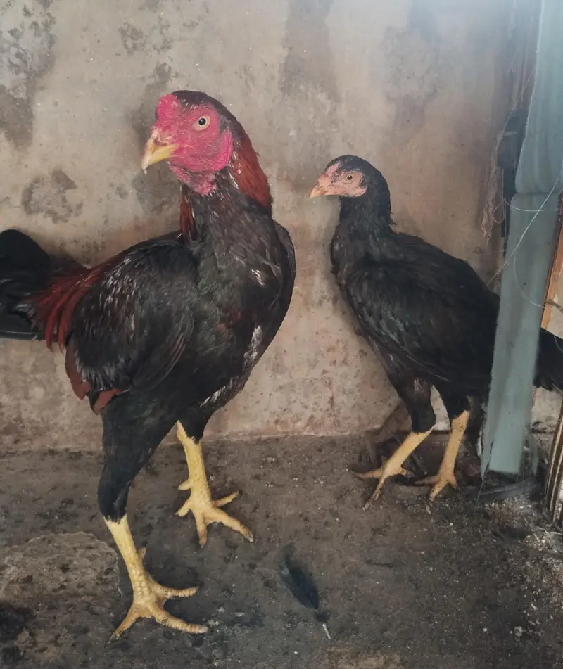 Aseel pair — photo 2