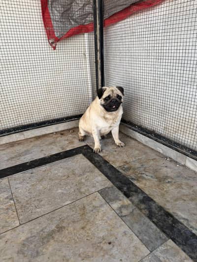 pug male