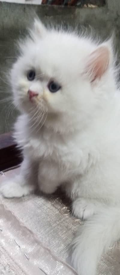 Pure Persian Home breed kitten Available