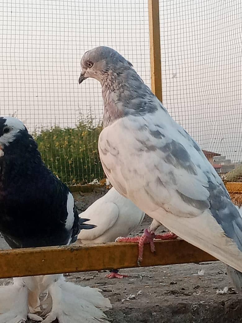 piegons 1