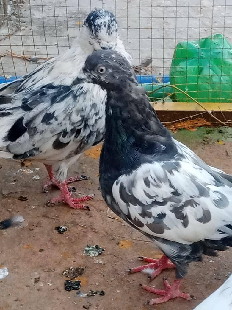 piegons 2