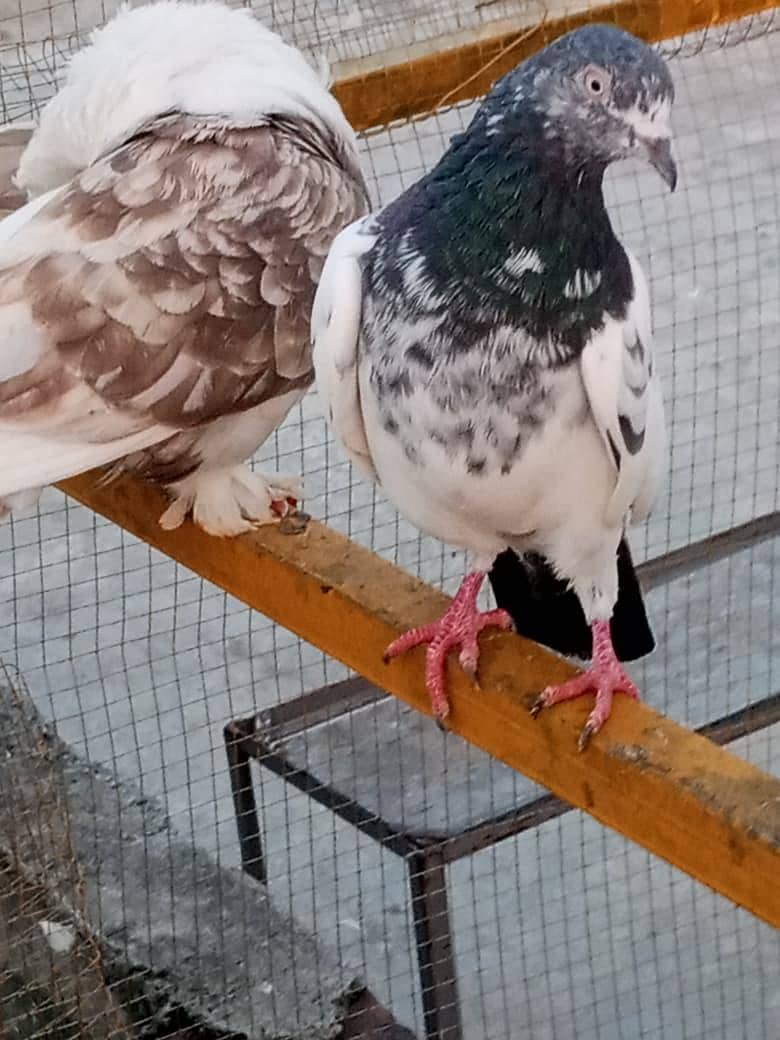 piegons 3