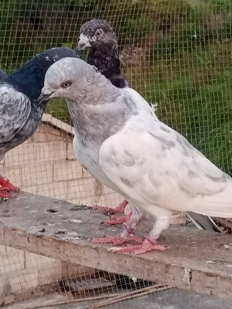 piegons 4
