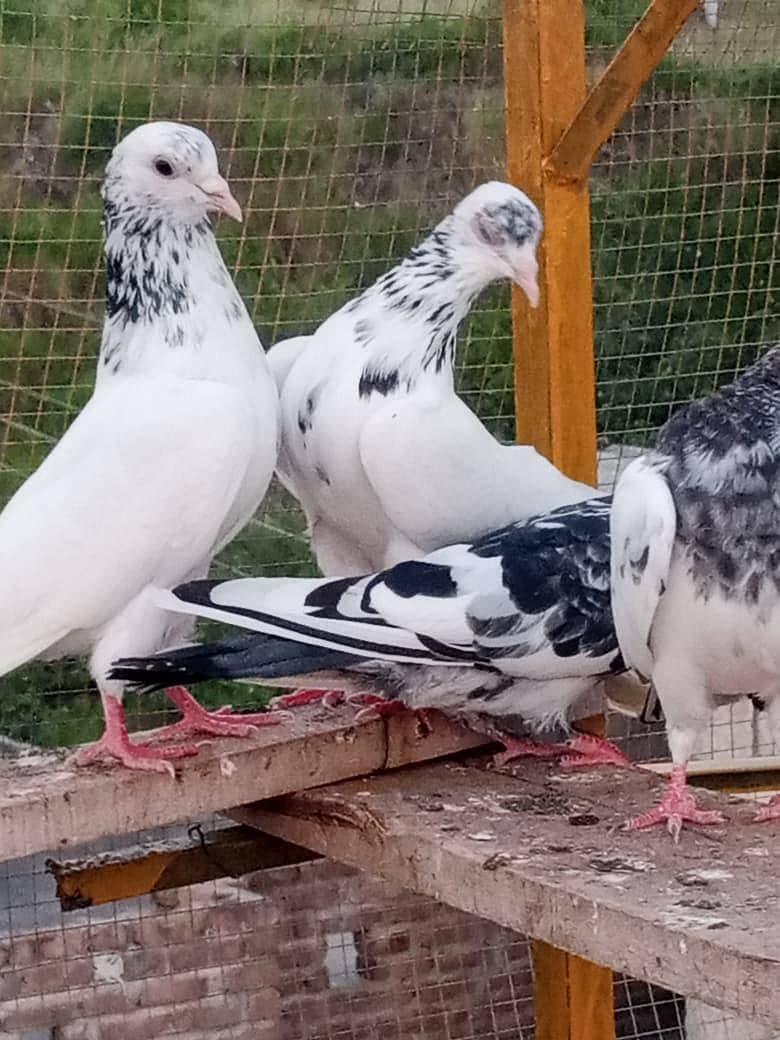 piegons 6