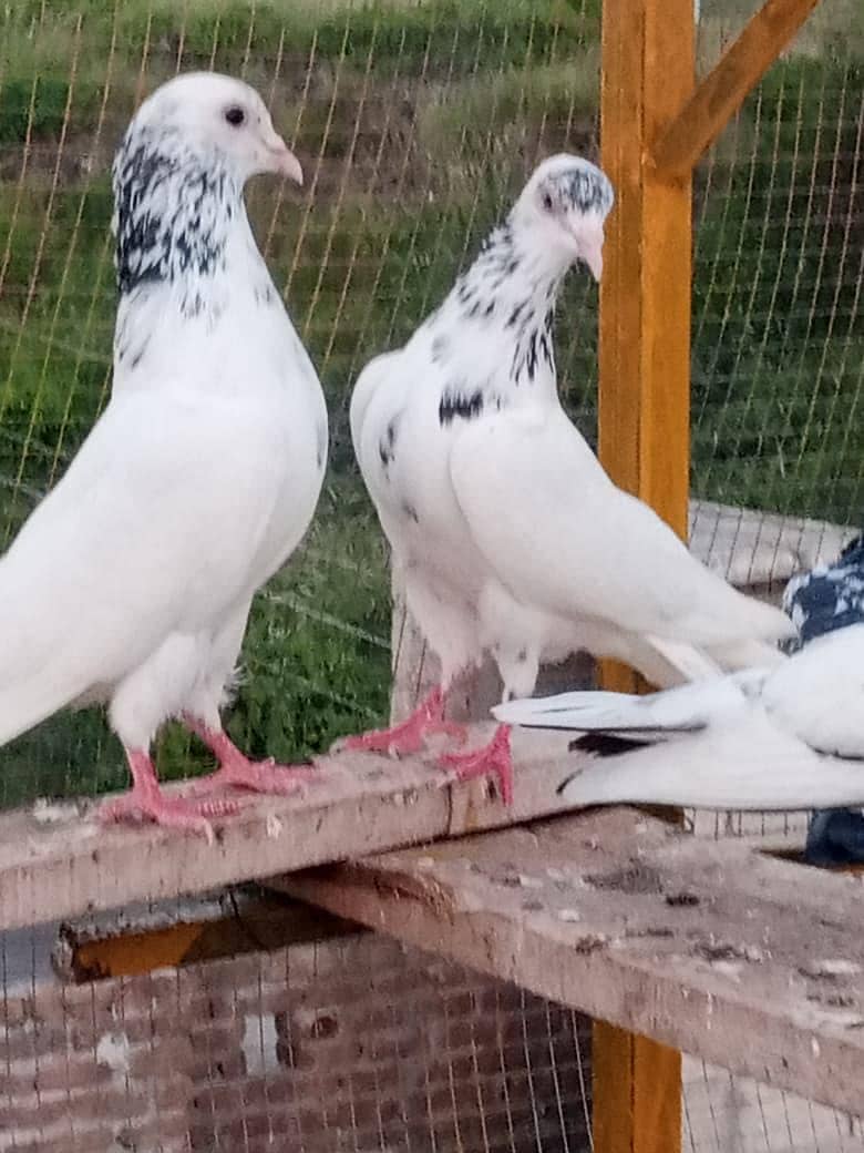 piegons 7