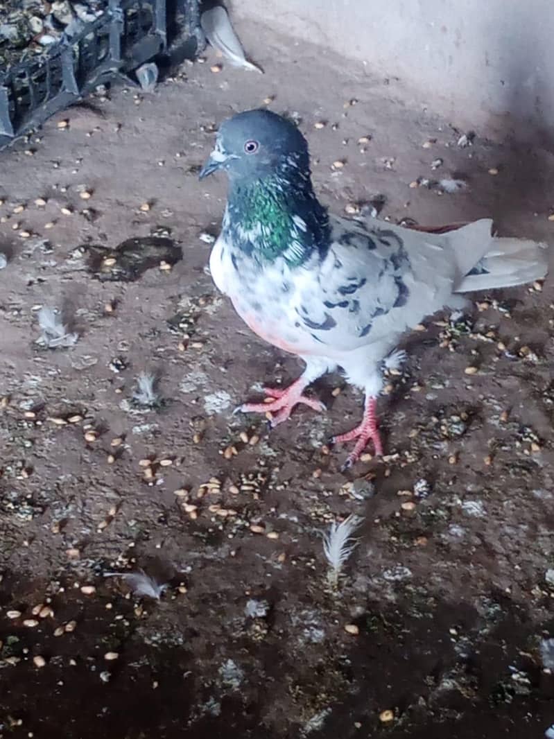 piegons 9