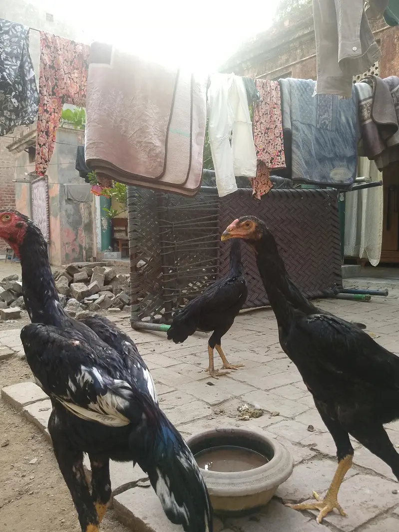 ASEEL SHAMO — photo 2