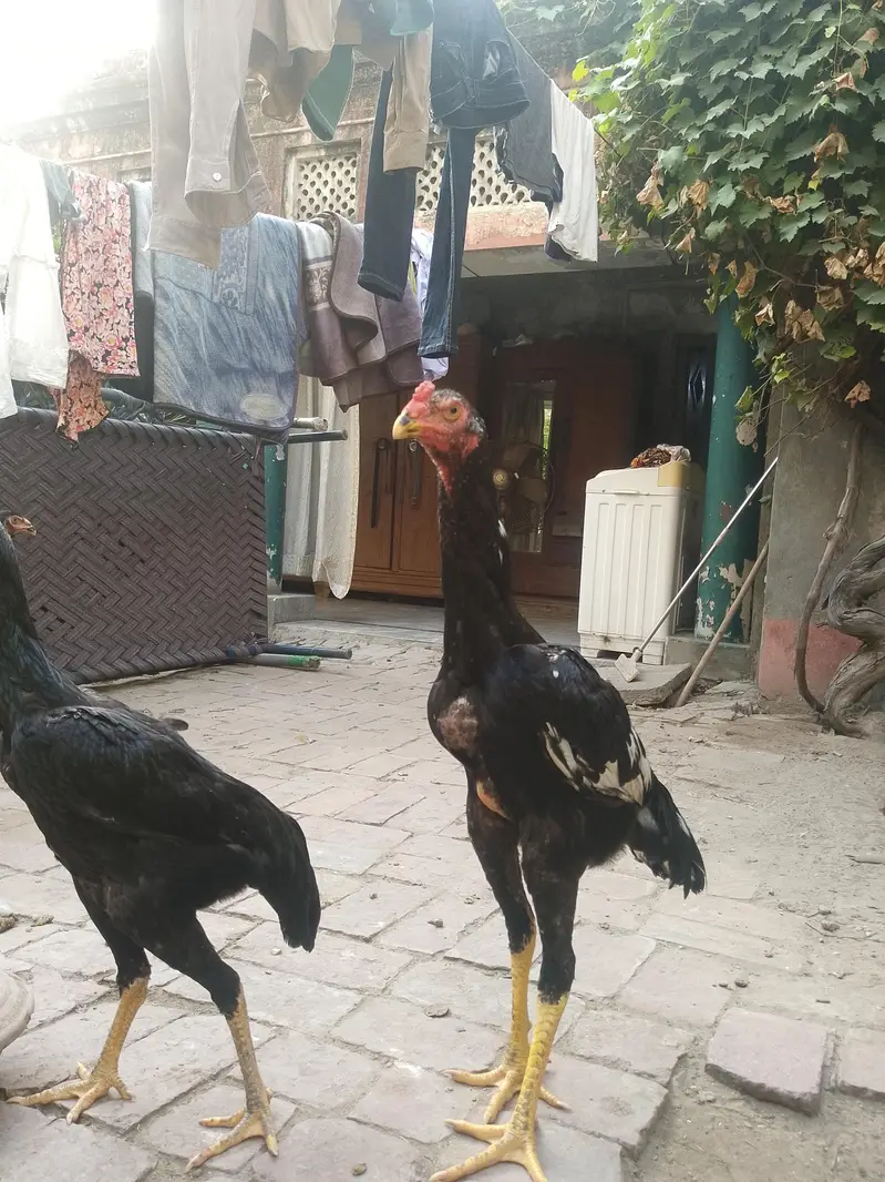 ASEEL SHAMO — photo 3