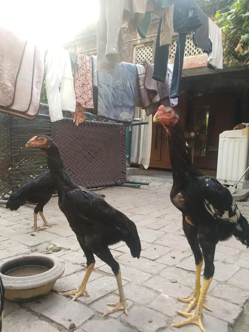 ASEEL SHAMO — photo 5