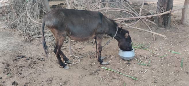 donkay for sale