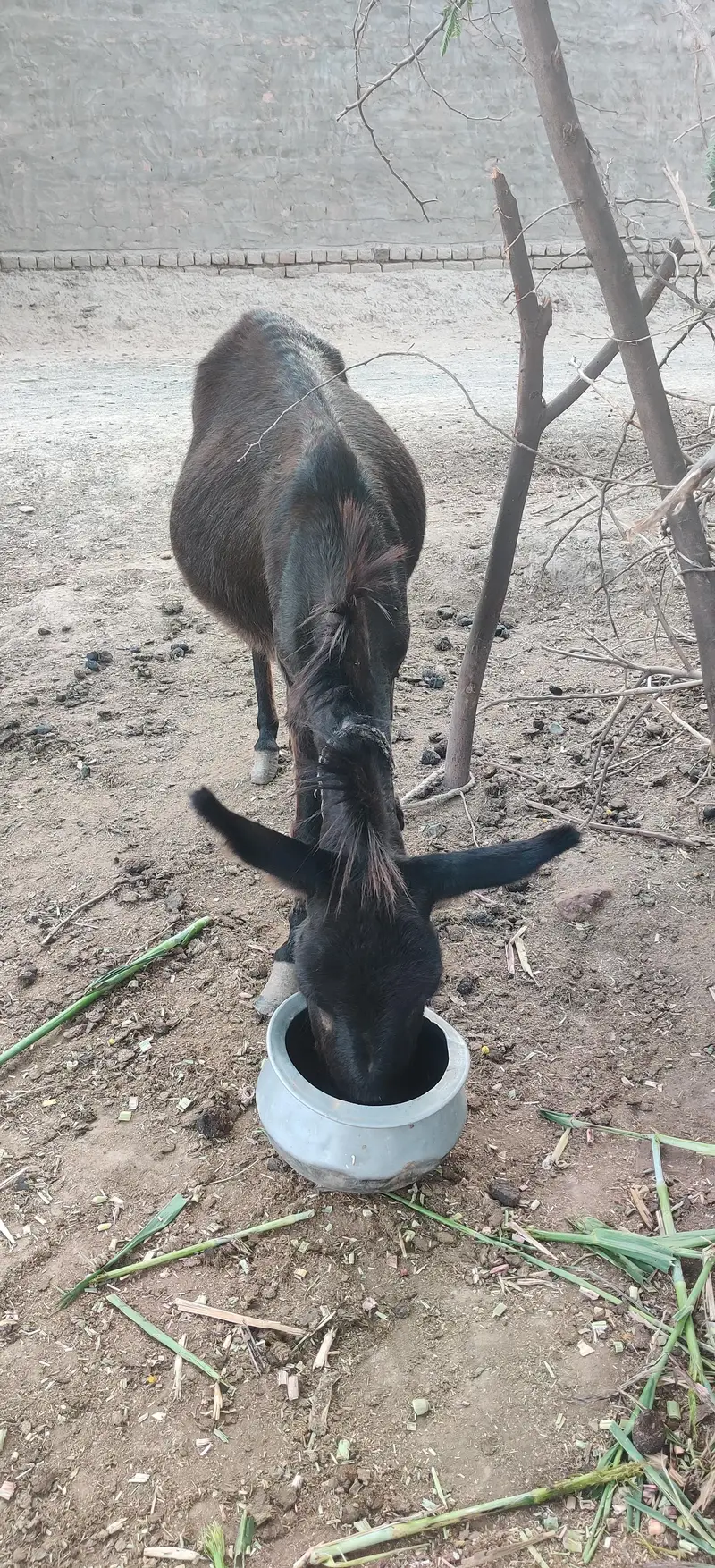 donkay for sale — photo 3