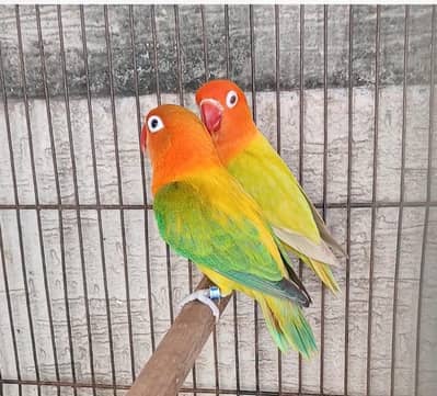 pale fellow opline breeder pair available
