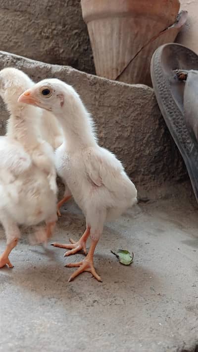 High quality king shamo 4 chicks available for sale