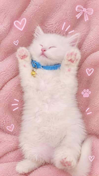 2 Months Old Cute Female Kitten