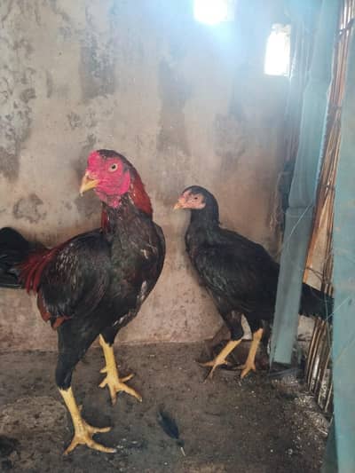 Aseel pair