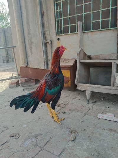 Aseel pair