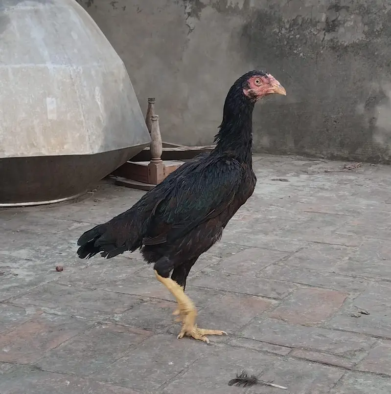 Aseel pair — photo 8