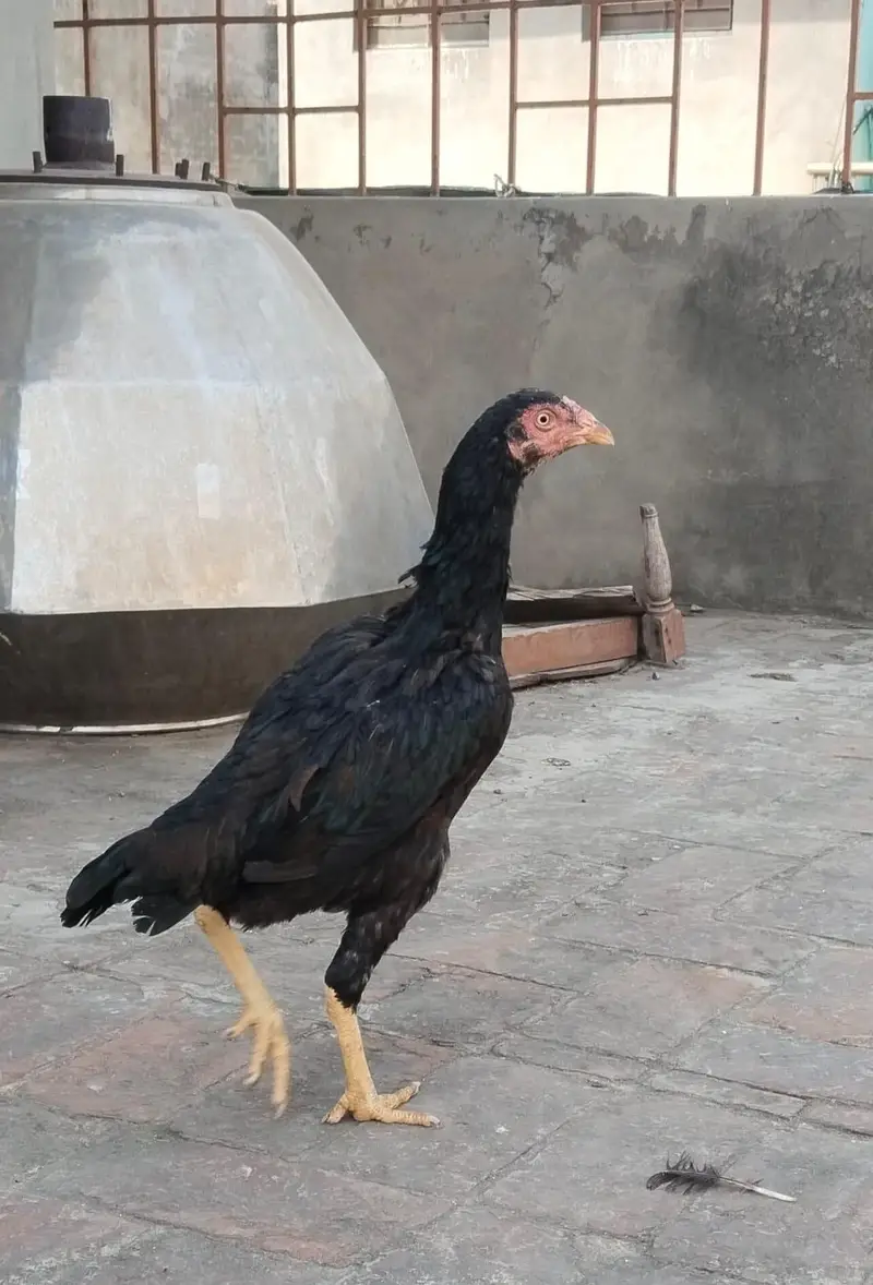 Aseel pair — photo 10