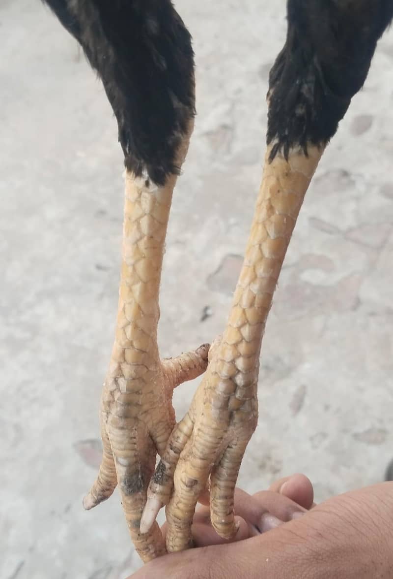 Aseel pair 12
