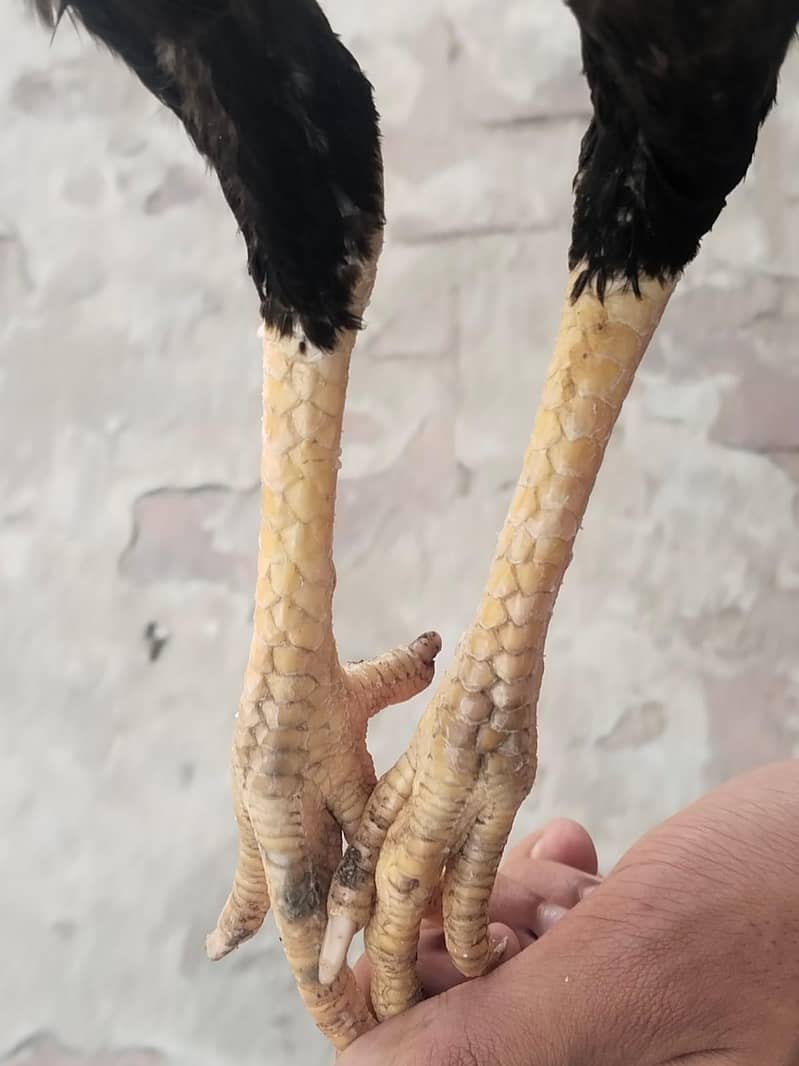 Aseel pair 13