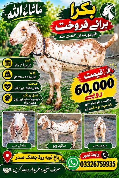 Bakra for sale