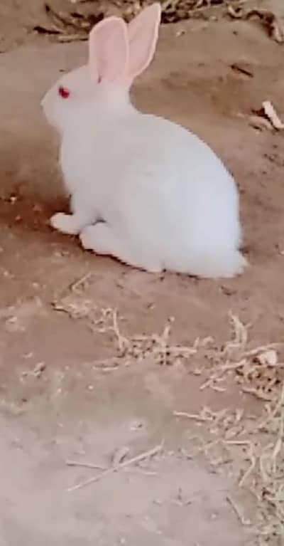 Rabbit for Sale Active- Healthy
