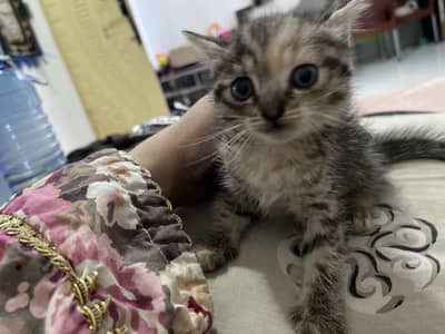 Kitten for sale