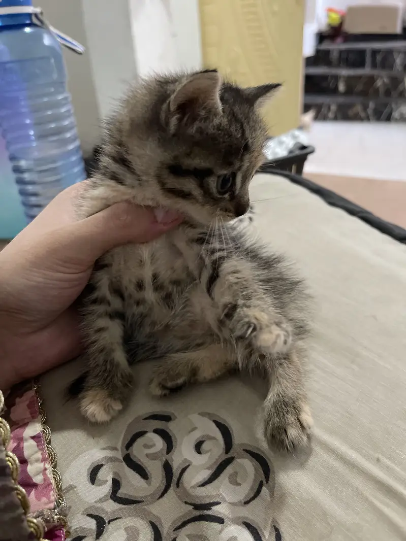 Kitten for sale — photo 2