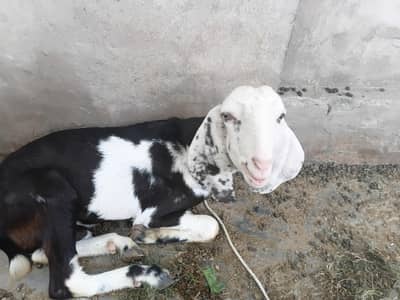 خوبصورت کالا سفید بکرا برائے فروخت