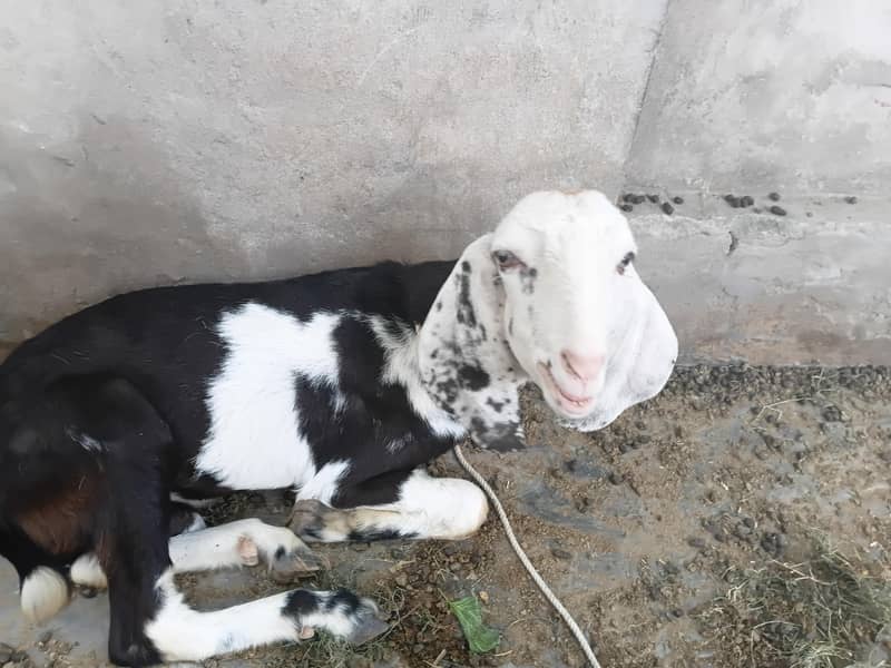 خوبصورت کالا سفید بکرا برائے فروخت 0