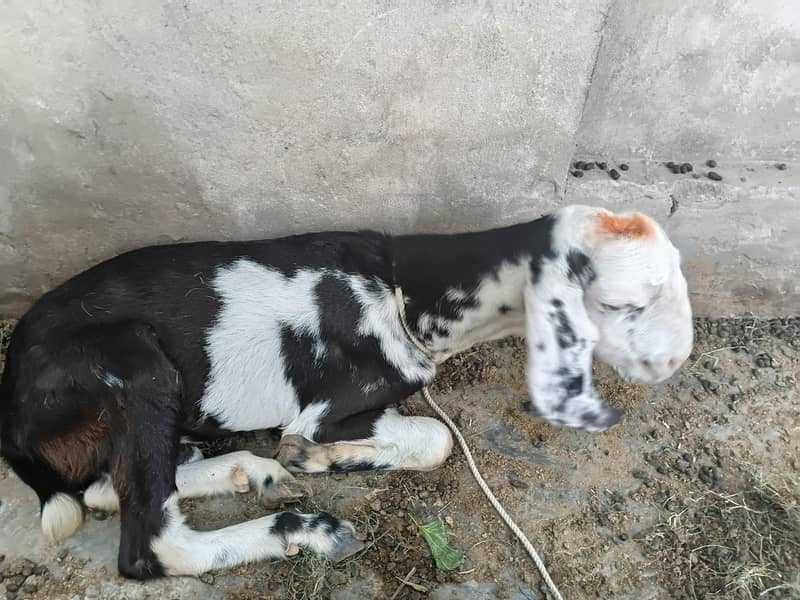 خوبصورت کالا سفید بکرا برائے فروخت 1