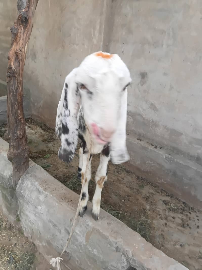 خوبصورت کالا سفید بکرا برائے فروخت 2