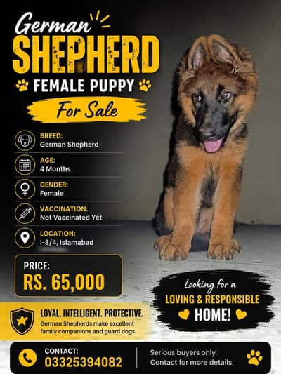 German shepherd for sale
