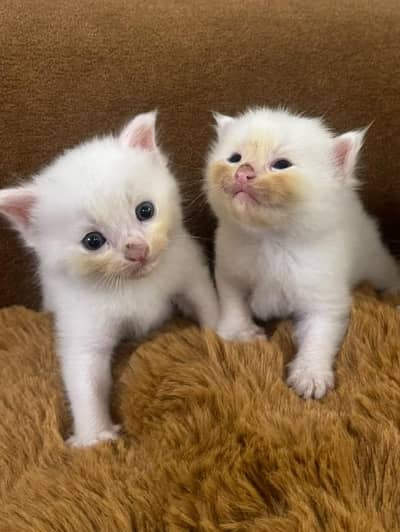Beautiful Healthy Persian Kittens