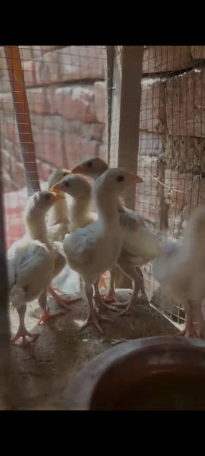 white heera aseel chick for sale white noke nali