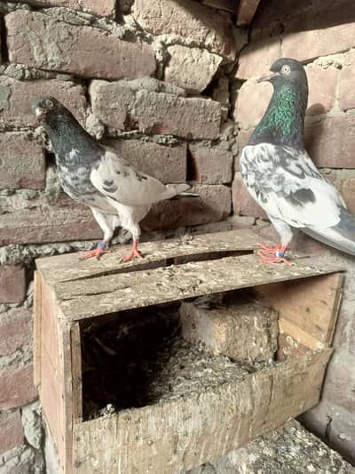 kabootar