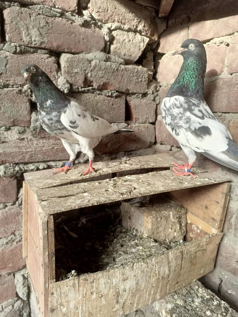 kabootar 0