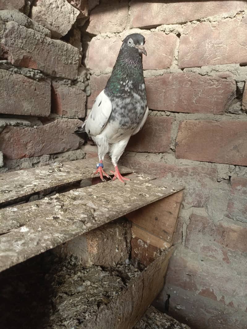 kabootar 2