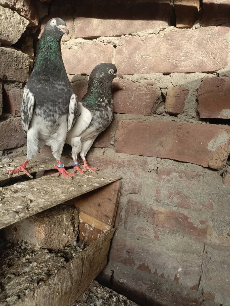 kabootar 4
