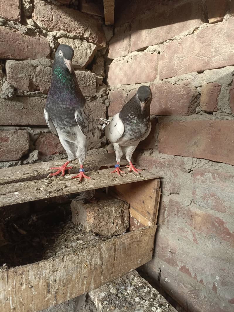 kabootar 6