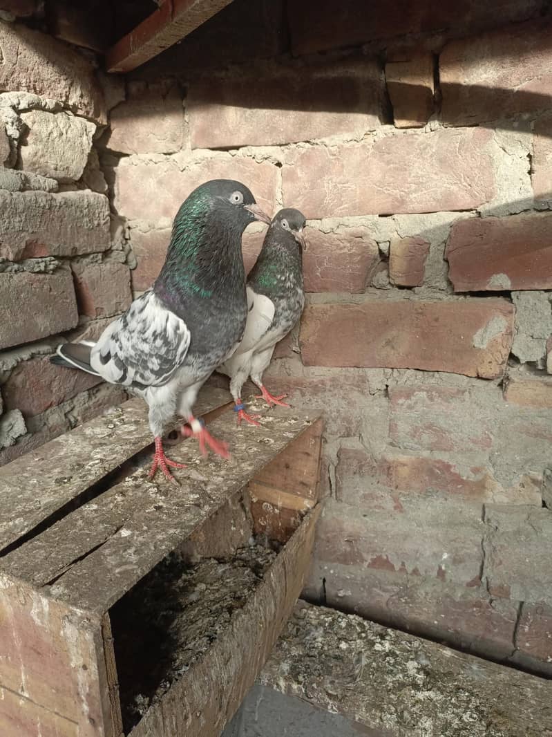 kabootar 7