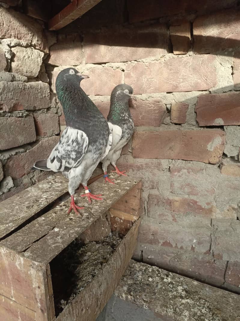 kabootar 8