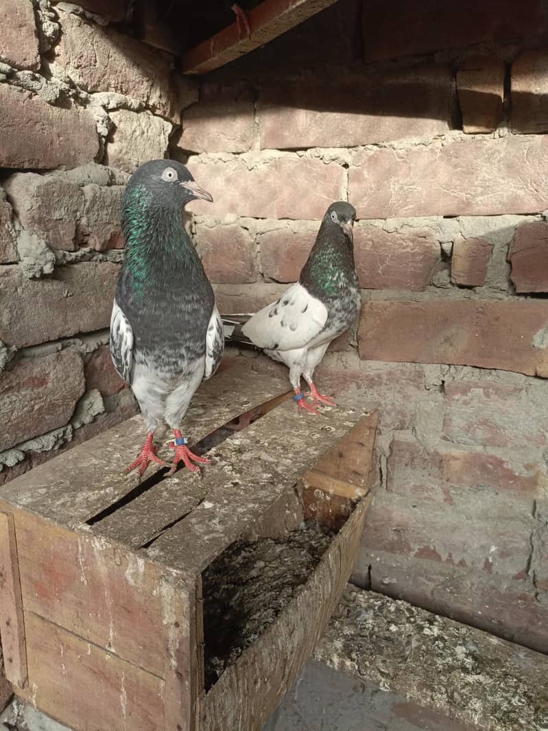 kabootar 9